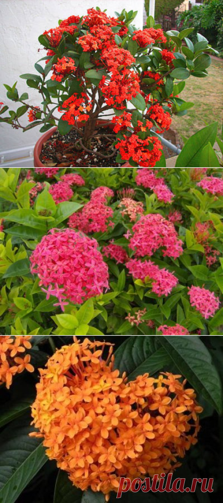 Иксора уход и выращивание из семян в домашних условиях