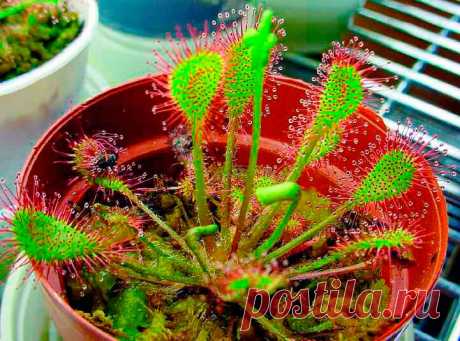 Комнатное растение Росянка (лат. Drosera). Росянки относятся к редким видам растений, которые способны ловить и переваривать насекомых. Название они получили благодаря липкой жидкости, похожей на капли росы. При правильном уходе из середины розетки листьев росянки поднимается длинный цветонос с красными цветками. В природе большинство росянок растут на болотах, поэтому секрет успеха их содержания в комнатах - кислая почва, обилие влаги и холодная зимовка.