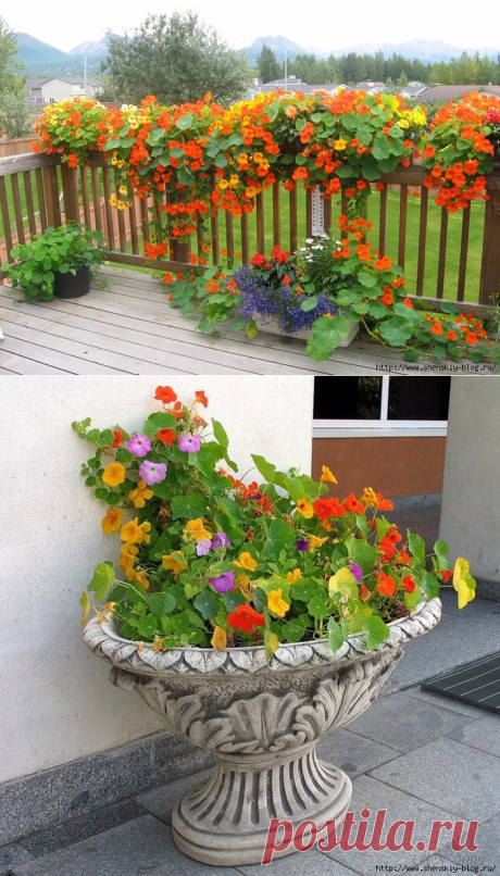 5 секретов выращивания настурции!