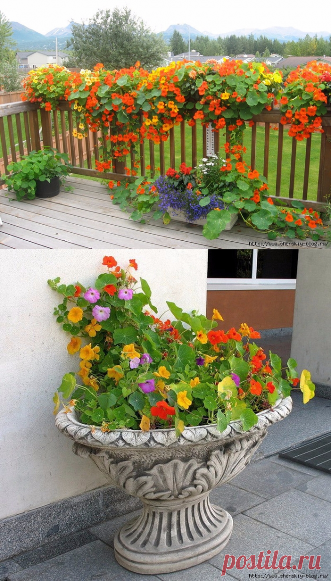 5 секретов выращивания настурции!