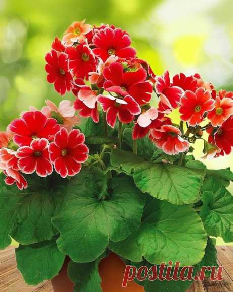 🌺ПОСЕЙТЕ ЭТИ ЦВЕТЫ УЖЕ СЕЙЧАС, ИНАЧЕ ОПОЗДАЕТЕ К СЕЗОНУ🌺

 В конце декабря — начале января уже пора сажать на рассаду некоторые культуры. Это медленнорастущие цветы с длинным вегетационным периодом:
🌸 Бегония вечноцветущая — мелкие семена высевают в легкую, хорошо увлажненную почву с песком. Для проращивания благоприятна температура +20…+22°C, для роста — около +18°C.
🌸 Горечавка — очень медленно развивается, семена нуждаются в 1,5-2 месячной стратификации. Для прораст...