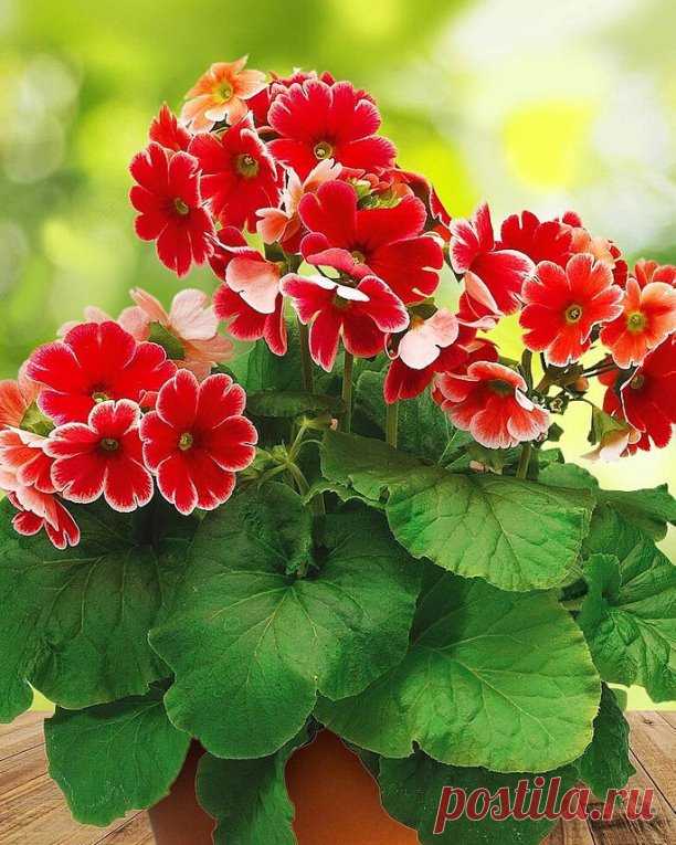 🌺ПОСЕЙТЕ ЭТИ ЦВЕТЫ УЖЕ СЕЙЧАС, ИНАЧЕ ОПОЗДАЕТЕ К СЕЗОНУ🌺

 В конце декабря — начале января уже пора сажать на рассаду некоторые культуры. Это медленнорастущие цветы с длинным вегетационным периодом:
🌸 Бегония вечноцветущая — мелкие семена высевают в легкую, хорошо увлажненную почву с песком. Для проращивания благоприятна температура +20…+22°C, для роста — около +18°C.
🌸 Горечавка — очень медленно развивается, семена нуждаются в 1,5-2 месячной стратификации. Для прораст...