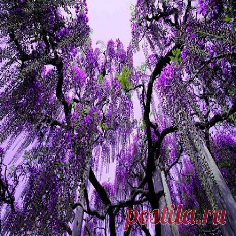 Wisteria Floribunda или Глициния Многоцветковая (семена)