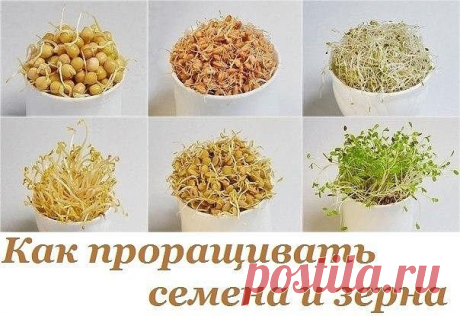 РОСТКИ СЕМЯН И ЗЁРЕН !!!  **Пророщенные очень полезны для здоровья, употребляя ростки регулярно -здоровье укрепишь!