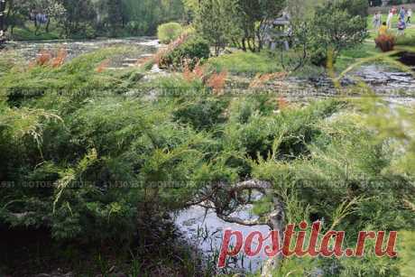 Японский сад в Главном ботаническом саду в Москве весной. Главный ботанический сад имени Н. В. Цицина РАН (2013 год) Редакционное фото, фотограф Ilaronsia / Фотобанк Лори