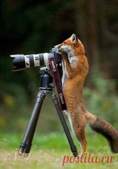 Animals - Google+