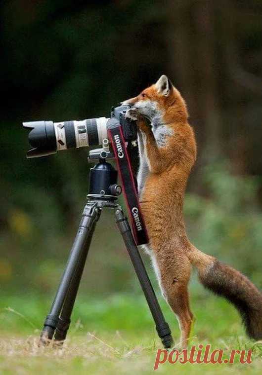 Animals - Google+