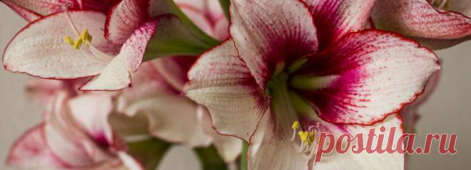 Как правильно выращивать великолепный гиппеаструм в домашних условиях