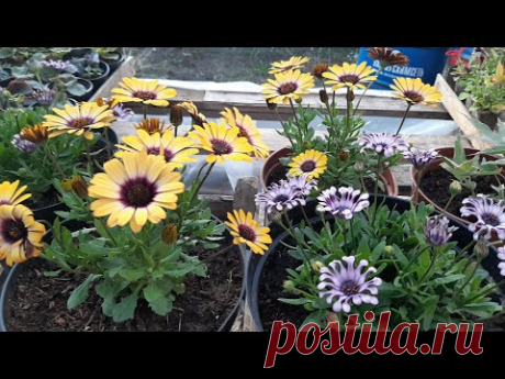 Остеоспермум Отличный Способ как Размножить100 %🌺Важная Формировка