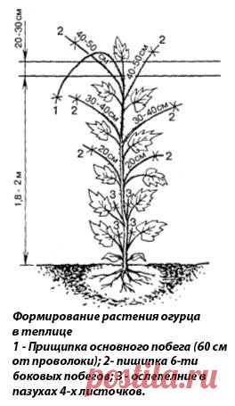 Как формировать огурцы правильно.