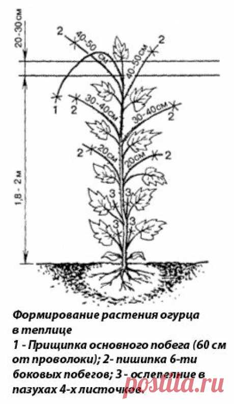 Как формировать огурцы правильно.