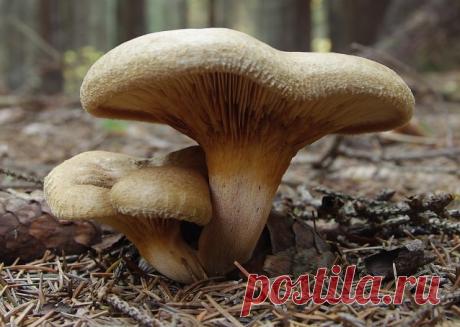 Какие грибы можно жарить без варки