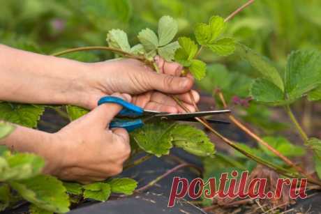 Уход за клубникой осенью — все важные работы шаг за шагом — Ботаничка