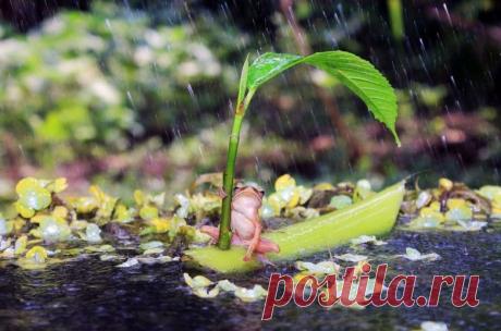 Невероятные моменты дикой природы / Питомцы