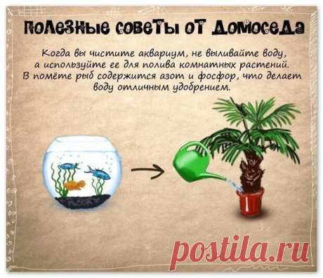 полезные советы от домоседа