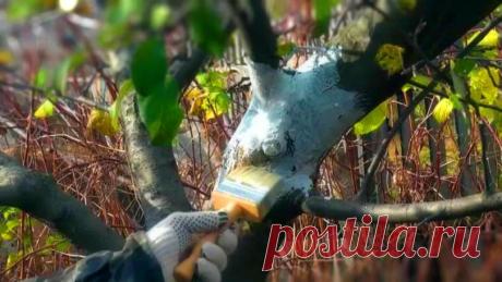 Морозобоины на яблоне. Можно ли спасти дерево? | Плодовые | Твой Сад - клуб садоводов