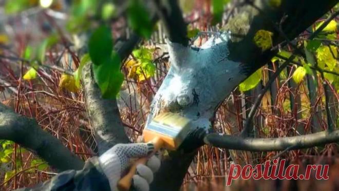 Морозобоины на яблоне. Можно ли спасти дерево? | Плодовые | Твой Сад - клуб садоводов