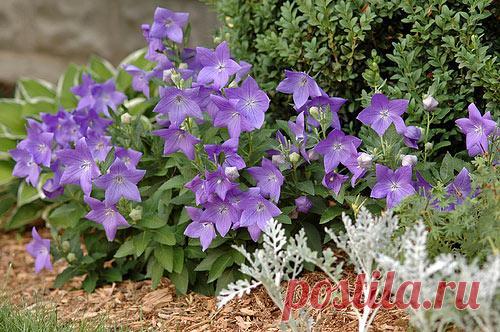 Платикодон крупноцветковый: выращивание из семян, пересадка в грунт