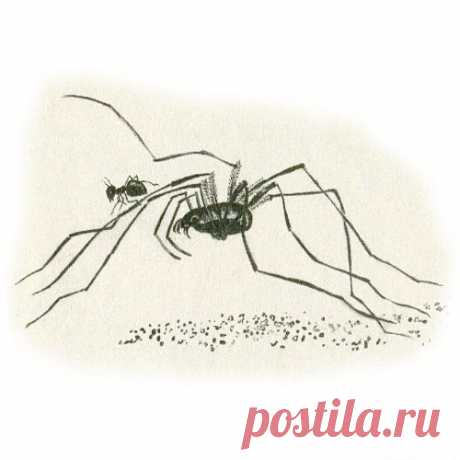 ПРИКЛЮЧЕНИЯ МУРАВЬИШКИ