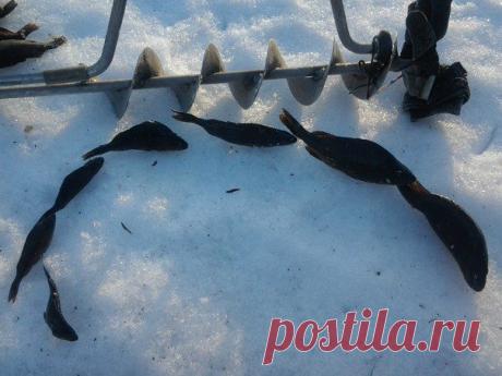 Ставили слоников на комоды, / Богатая добыча