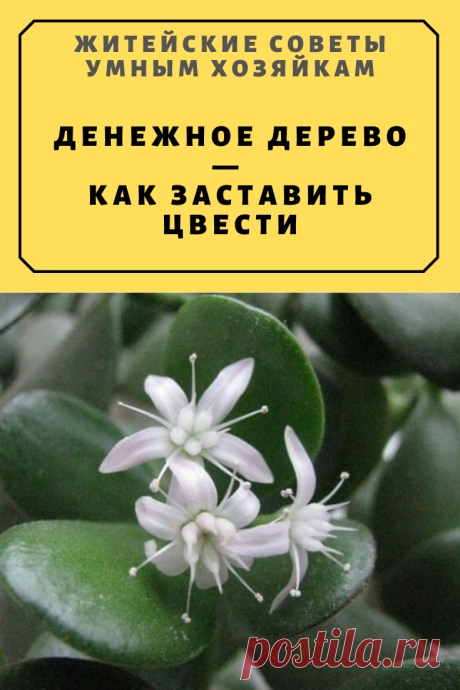 Денежное дерево — как заставить цвести | Житейские Советы