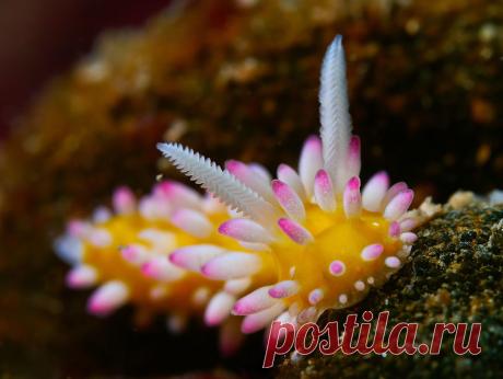 «Золотисто-розовый слизень (Cadlinella Ornatissima).» — карточка пользователя v2542445 в Яндекс.Коллекциях
