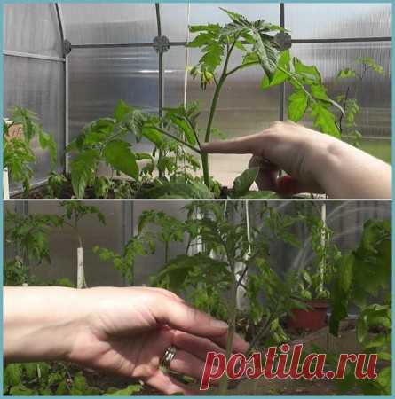 Как правильно пасынковать помидоры в теплице + схема пасынкование сортов