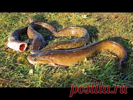 Как ОДНОМУ Поставить Перемёт на Течении! Ловим Налима, река Чулым!