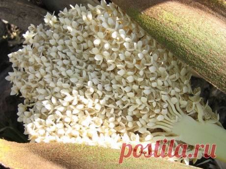 ФИНИКИ  - 12 продуктов, которые растут совсем не так, как вы представляли