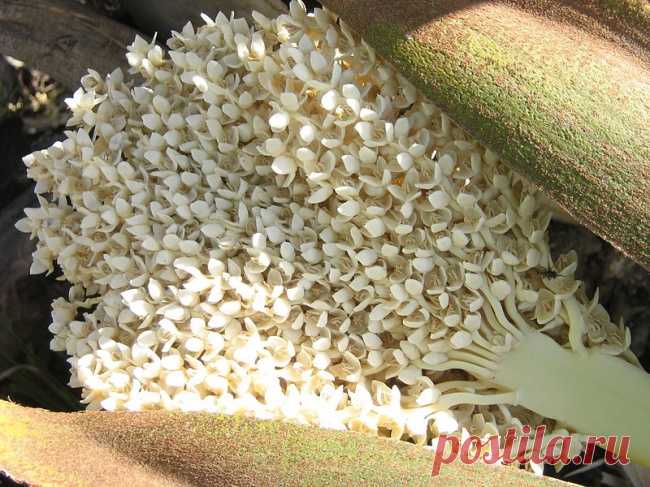 ФИНИКИ  - 12 продуктов, которые растут совсем не так, как вы представляли