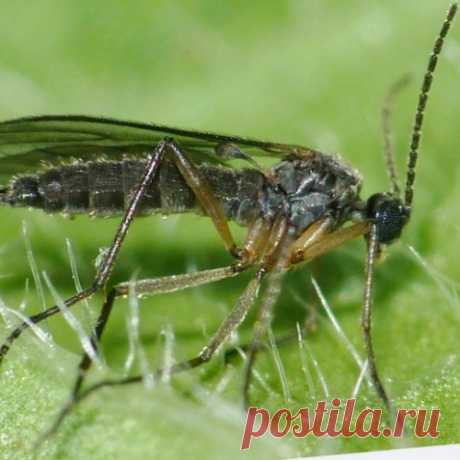 Как избавиться от цветочных мошек?