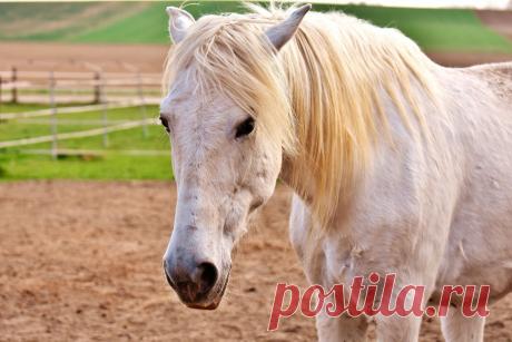 Белая лошадь - 51 фото - картинки: смотреть онлайн