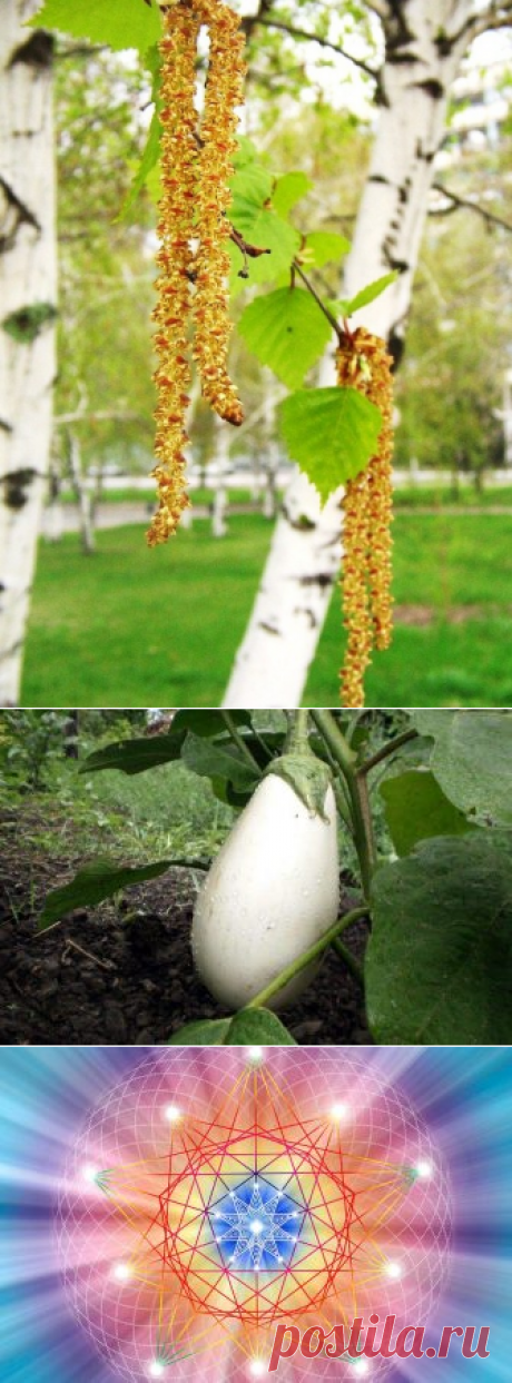 Береза – русский лекарь
От заболеваний сердечно-сосудистой системы. Стеклянную банку на 2/3 заполните молодыми сережками березы. Доверху залейте водкой или спиртом. Банку хорошо закупорьте и поставьте в темное прохладное место на 2 недели. Принимайте по 20 капель 3 раза в день перед едой. Ежедневно дозу можно увеличивать на 1 каплю в день, доведя до объема чайной ложки. Затем дозу снижайте в […]
Читай дальше на сайте. Жми подробнее ➡