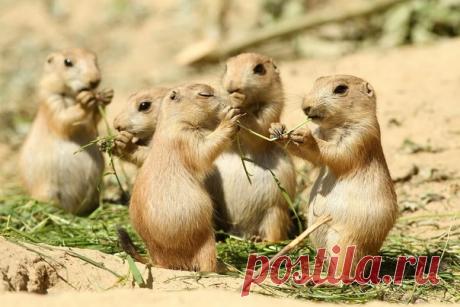 Луговые собачки, также называемые собакой прерий, встречаются в Северной и Центральной Америке. Эти животные не связаны с собаками, как на это указывает их название, а с белками. Они называются собачками, потому что в момент угрозы они издают звуки, похожие на лай, а прерий, потому что они обитают в прерий (североамериканская форма степи).