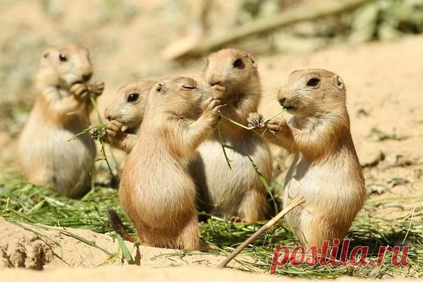 Луговые собачки, также называемые собакой прерий, встречаются в Северной и Центральной Америке. Эти животные не связаны с собаками, как на это указывает их название, а с белками. Они называются собачками, потому что в момент угрозы они издают звуки, похожие на лай, а прерий, потому что они обитают в прерий (североамериканская форма степи).