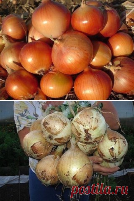 (99) Одноклассники