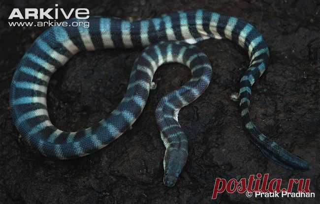 arkive animals - Поиск в Google