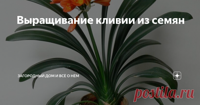 Выращивание кливии из семян Статья автора «Загородный дом и всё о нём» в Дзене ✍: Вскоре после того, как кливия закончит фазу цветения, ягоды на растении начнут развиваться, если они были правильно опылены.