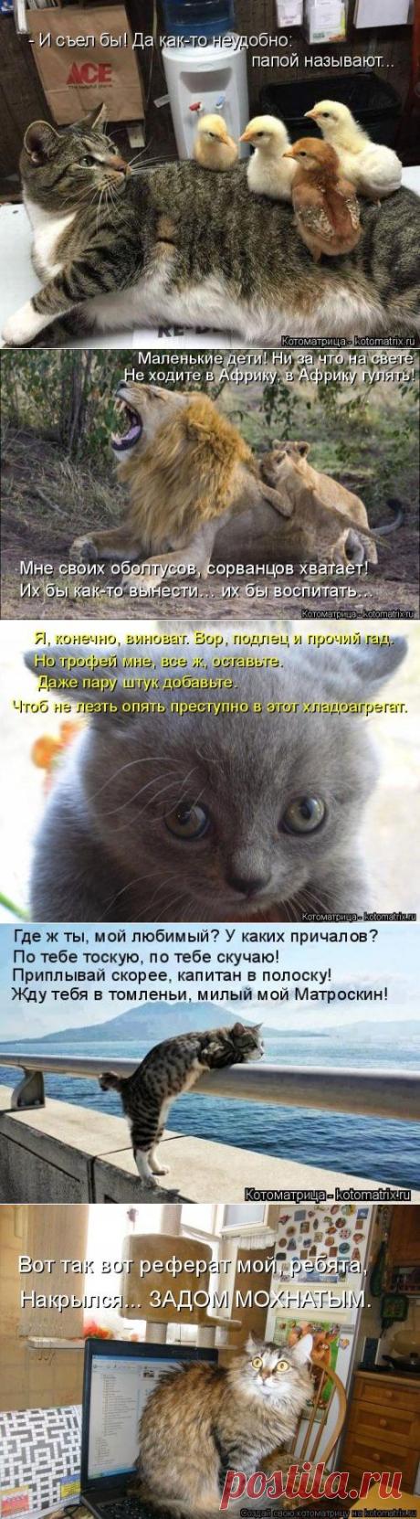 Новая котоматрица для хорошего настроения (28 фото)