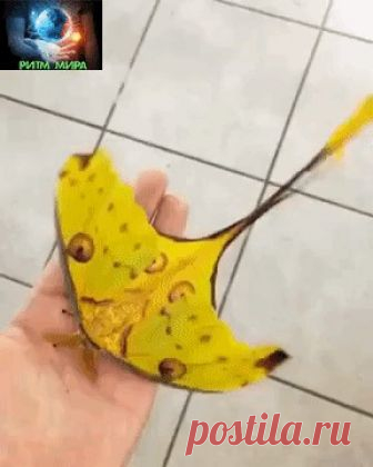 Мадагаскарская комета