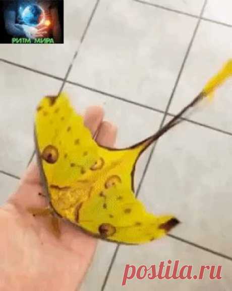 Мадагаскарская комета