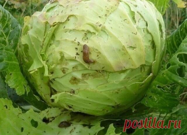 ГОРЧИЧНЫЙ ПОРОШОК - МОЕ САМОЕ ЛЮБИМОЕ СРЕДСТВО ОТ ВРЕДИТЕЛЕЙ
Сохраните, чтобы не потерять!