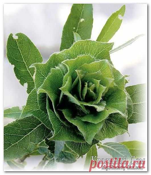 green-rose0.jpg (531×614)