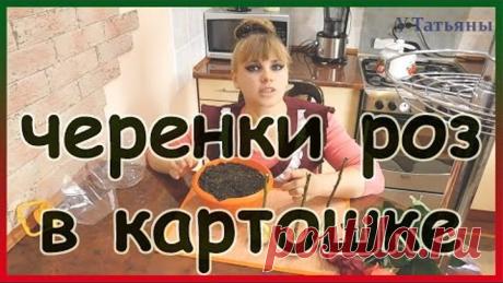 Роза из картошки. Как укоренить розу в картошке. Как вырастить розу из черенков в картошке.