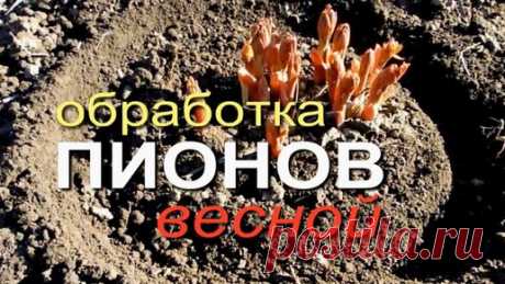 Для обильного цветения ПИОНОВ летом - делаем обработку и подкормку ВЕСНОЙ! | Зеленый Огород | Дзен