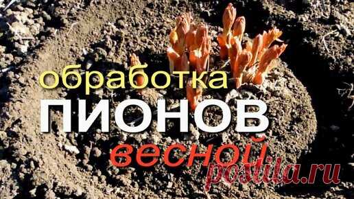 Для обильного цветения ПИОНОВ летом - делаем обработку и подкормку ВЕСНОЙ! | Зеленый Огород | Дзен
