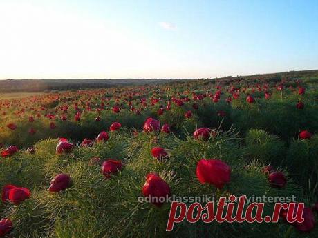 (19) Одноклассники