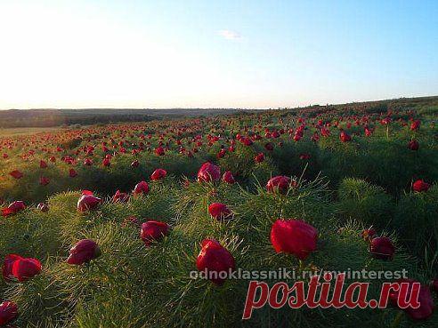 (19) Одноклассники