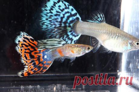 Гуппи - аквариумные рыбки