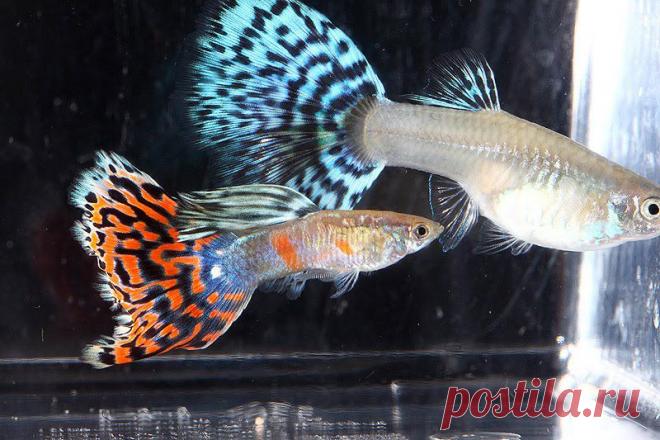 Гуппи - аквариумные рыбки